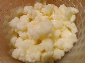 Grzybek tybetański kefir 20 gram