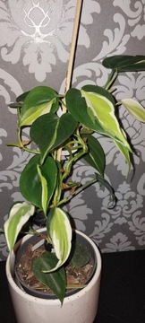 Philodendron tricolor/cream splash 