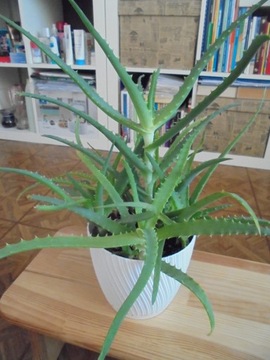 Aloes - roslina doniczkowa