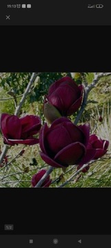 Magnolia Black tulip czarny tulipan 150 cm