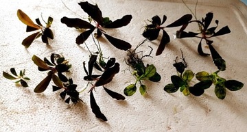 Bucephalandra + anubias pinto white zestaw roślin widoczny na zdjęciu