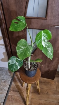 Monstera deliciosa variegata 