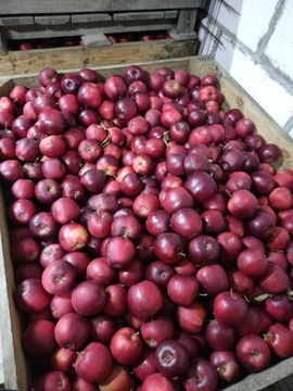 Skrzynka jabłek od sadownika 18 kg prince słodkie