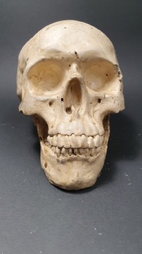Skarbonka , czaszka ludzka ozdoba do terrarium, prezent Spander