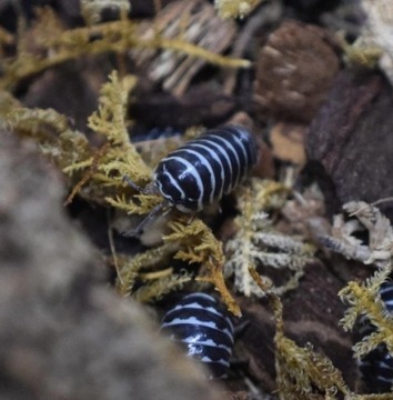 Zebra Isopods (Armadillidium maculatum) Warszawa