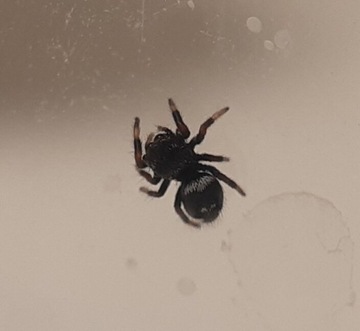 Skakun królewski L3/L4 Phidippus regius Soroa x1