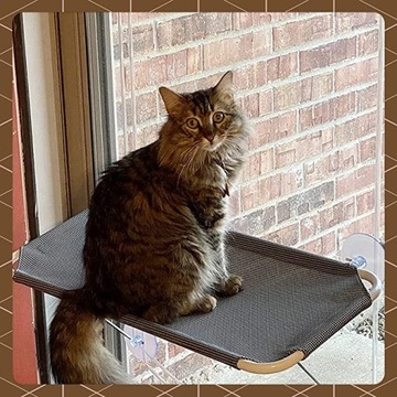 Siedzisko na okno dla kotów,Kąpiel słoneczna.