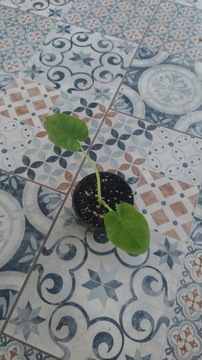 Kolokazja/colocasia gigantea variegata
