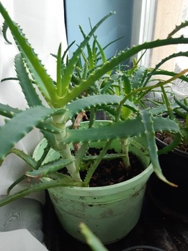 Aloes Aloe Vera Roslina Sadzonka 1szt 20cm 2letnie