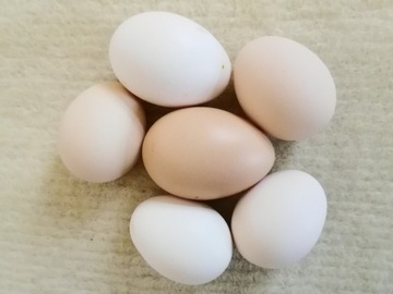 Jaja jajeczka od zamężnych kurek