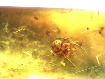 Bursztyn bałtycki z inkluzją -pająk 