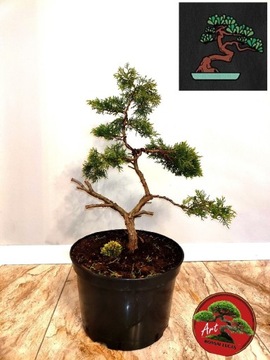Piękny Jałowiec formowany na wzór bonsai 60cm