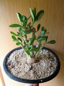 Adenium bonsai minibaobab róża pustyni wiek 4 lata