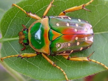 stephanorrhina julia