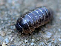 Armadillidium vulgare