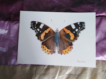 Motyl polski obrazek 21x30 cm rysowany ręcznie