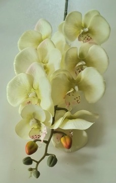 Storczyk Orchidea Silikonowy jak Żywy kremowo zielony