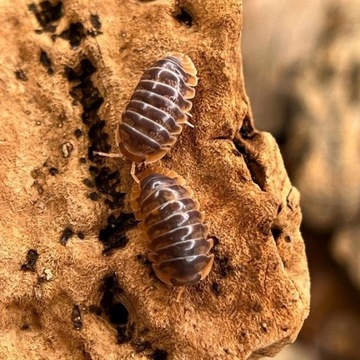 Cubaris Miyako, isopod  Warszawa