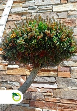 Bonsai - Pinus nigra ~70 cm