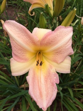 Liliowiec Hemerocallis Helen Boehm HM-040