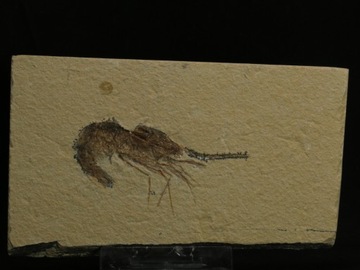 Krewetka CARPOPENAEUS CALLIROSTRIS