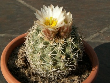 Sclerocactus mesae-verdae SB 303 - 10 nasion