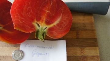 Pomidor Czarnomorski gigant-sadzonka