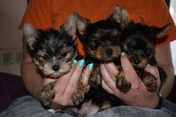 Yorkshire Terrier - Śliczne szczeniaczki - Yorki