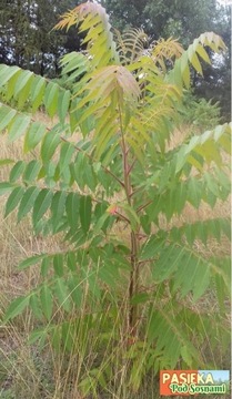 Sumak octowiec (Rhus typhina) miododajny  1szt