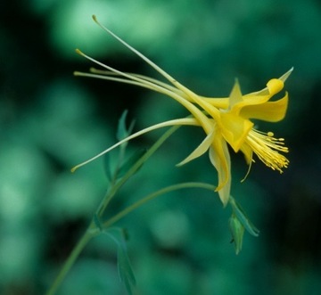 Orlik / Aquilegia chrysantha var. chaplinei