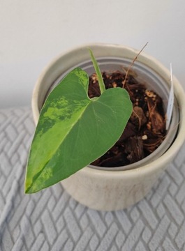 Syngonium yellow variegata ukorzenione aurea 