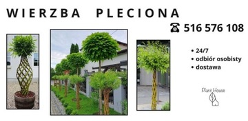 Wierzba pleciona -130 cm x 2 szt.