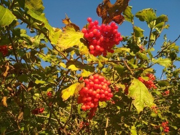 Kalina koralowa (Viburnum opulus)