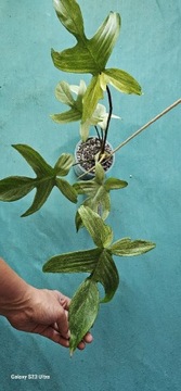 Philodendron Florida Ghost Mint- bardzo dobre geny
