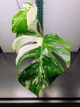 Monstera Variegata - sadzonka 3 listna