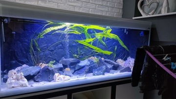 Akwarium aquael glossy 150