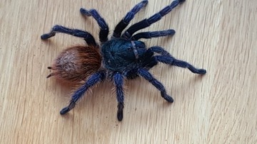 Chromatopelma cyaneopubescens SAMICA 5 DC