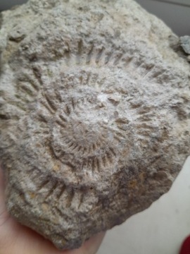 Amonit , Górna Jura, amonit , skamieniałosci Rybna