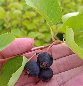 Świdośliwa olcholistna HONEYWOOD sadzonka