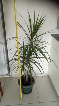 Dracena w doniczce