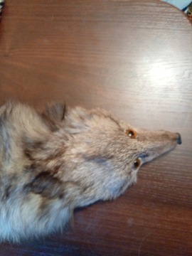 Lis prawdziwy szalik futro