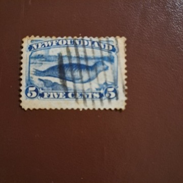 Newfoundland  5  cents   foka  kasowany