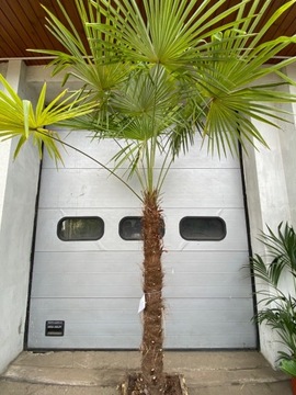 Palma Trachycarpus Fortunei Mrozoodporna 