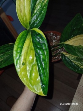 Monstera karstenianum peru variegata 