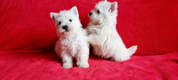 West Highland White Terrier -  szczeniaki 