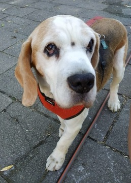 Beagle / Bajgel 3 kol. - ok. 10 lat - do adopcji