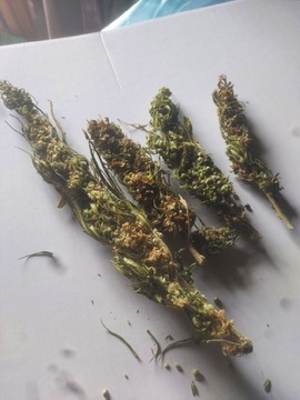 1 KG - Susz konopny Konopi  Cannabis S. Futura 75