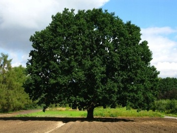 Dąb Szypułkowy 150/200cm Quercus Robur SADZONKI