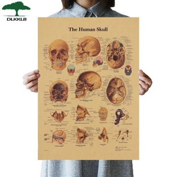 PLAKAT vintage ANATOMIA CZŁOWIEKA czaszka