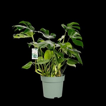 Monstera Deliciosa SUPER DUŻA +WATER SYSTEM